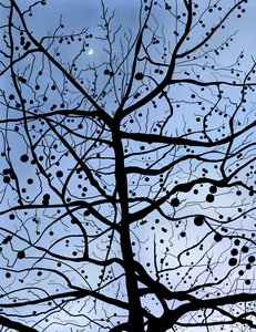 London Plane Tree and Moon, Brooklyn by Evan Sklar