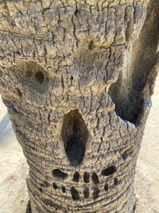 Skull Tree