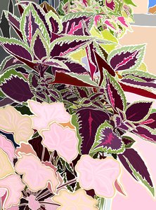 Window Box with Coleus and Coral Bells by Evan Sklar