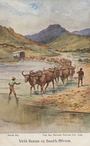Farmers droving cattle, South Africa