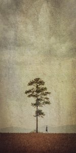 Solitary Tree Field by Evgenii Novichikhin