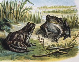 European Common Frog. Amphibians. Engraving after a drawing by F. Padro