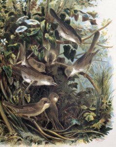 Group of Lesser Whitethroats (engraving after a drawing by F. Padro)