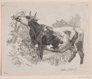 A Cow Defoliating the Branches of a Tree
