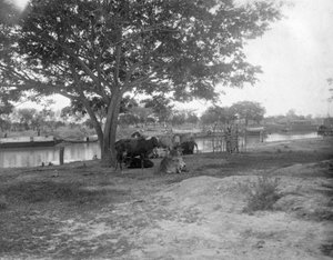 Cattle, Alipore, India