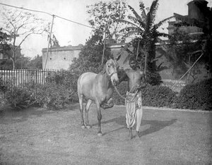 Man with a horse, Alipore, India