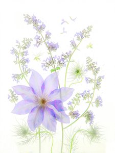 Delicate Lavender Blooms