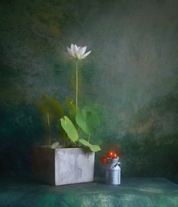 Serene White Lotus Still Life