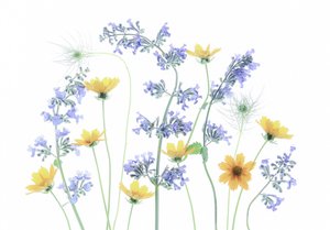 Wild Meadow Blooms