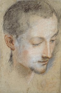 Study of a young Man