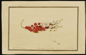 Red and White Currants