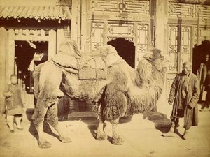 Bactrian Camel with Handler