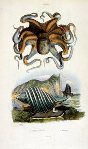 Botanical and zoological illustration from Dictionnaire pittoresque d