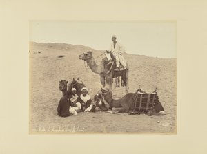 Camel Drivers