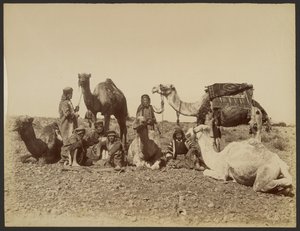 Camel Drivers