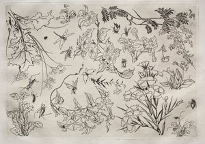 Dinner Service (Rousseau service): Flowers (no. 22) by Felix Bracquemond
