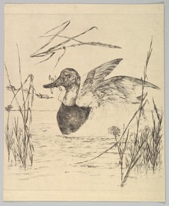 Duck, 1850-1914 by Felix Bracquemond