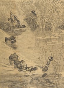 Duck Frolics