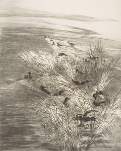 Roseaux et Sarcelles by Felix Bracquemond