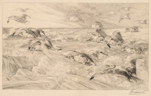 Seagulls