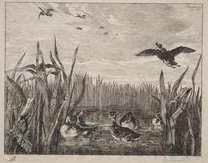 Teal by Felix Bracquemond