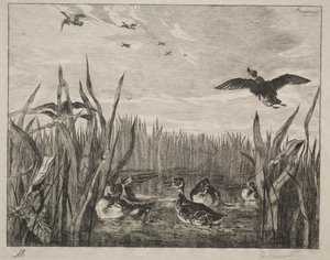 Teal by Felix Bracquemond