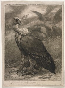 Vulture by Felix Bracquemond