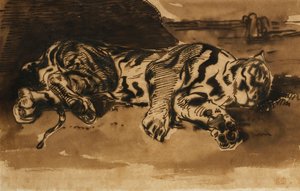 Tiger Lying Down