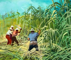 Cutting sugar cane in Argentina