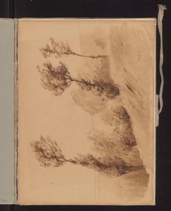 Trees on a Hill Swayed by the Wind