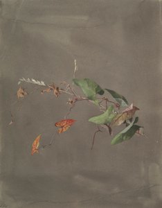 Bindweed by Fidelia Bridges