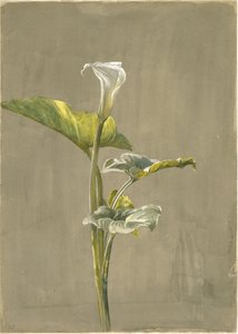 Calla Lily