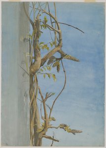Wisteria on a Wall by Fidelia Bridges