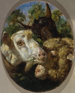 Heads of animals