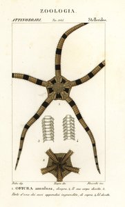 Brittle Star Echinoderm by Finocchi Finocchi