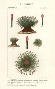 Mediterranean Snakelocks Sea Anemone, Anemonia sulcata