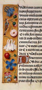 Detail of a floral border from a Book of Hours by Flemish School