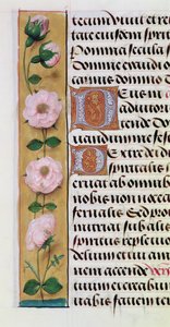 Ms. 1058-1975, f.34v: (detail) by Flemish School
