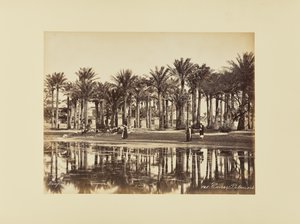 Cairo, Palm Trees