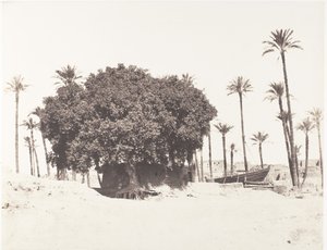 Esneh, Dattiers, Sycomore et Café Sur le Bord du Nil, 1851-52, printed 1853-54 by Félix Teynard
