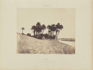 Luxor. Date Palms and Garden of the Luxor Expedition by Félix Teynard