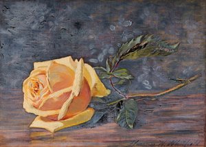 Yellow Rose, 1887