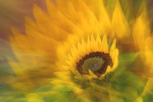 Vibrant Sunflower Radiance