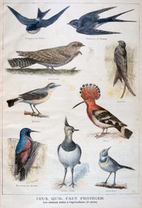 Birds that are Protected and Helpful in Agriculture by Fortuné Méaulle