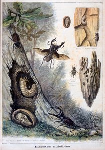 Harmful Insects by Fortuné Méaulle
