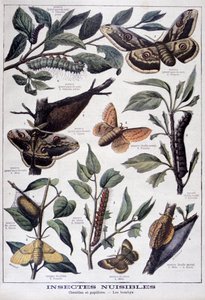 Harmful insects: caterpillars, butterflies and moths by Fortuné Méaulle