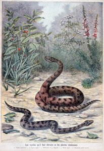 Snakes and Poisonous Plants, 1897