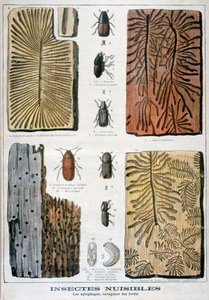 Xylophagous Insects that are Destructive to Forests