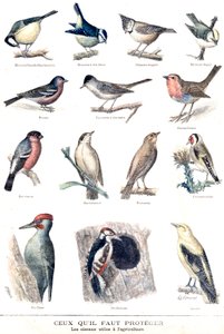 The Useful Birds in Agriculture by Fortune Louis Meaulle