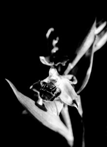 Wild orchid